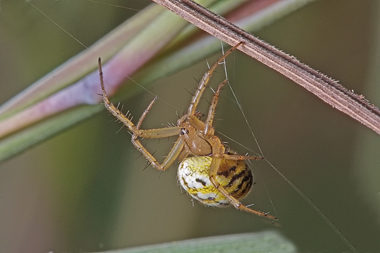 Mangora acalypha